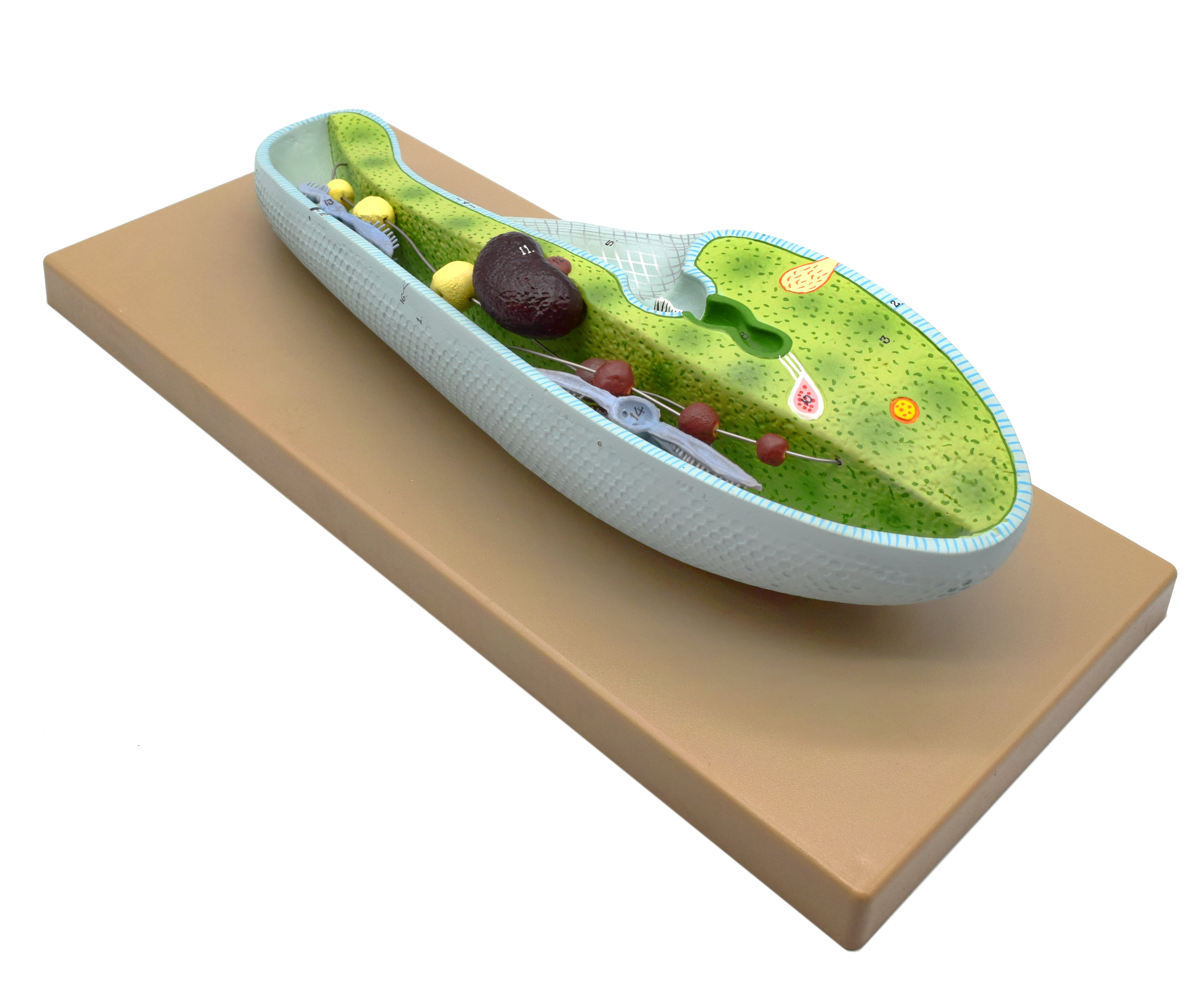 3D Paramecium Sectional Anatomical Model on Base with Removable Parts, 18 x 8 inch