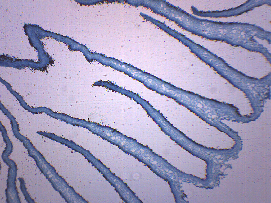 Coprinus Fungi (Mushroom) Prepared Microscope Slide