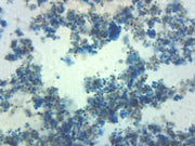 Saccharomyces Cerevisiae Prepared Microscope Slide