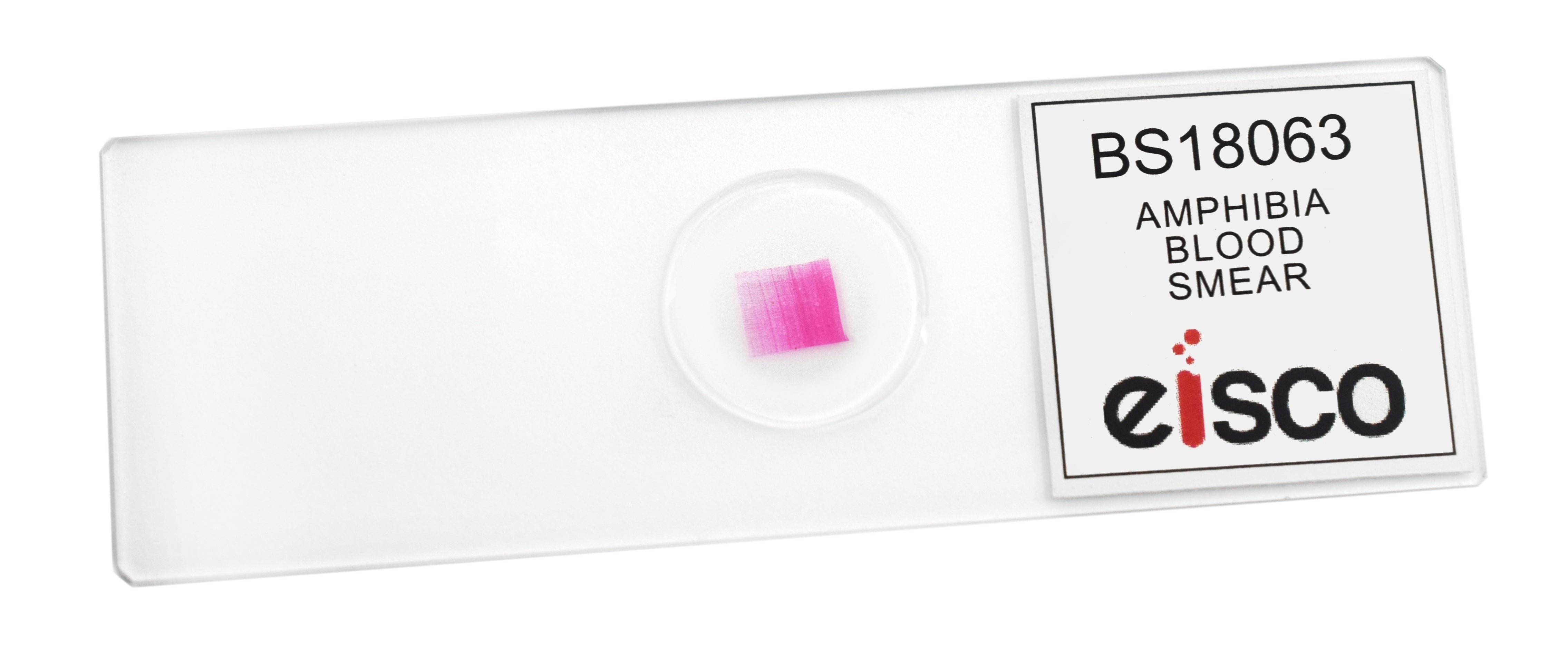 Amphiuma Blood Smear Prepared Microscope Slide