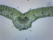 Ligustrum Leaf Prepared Microscope Slide