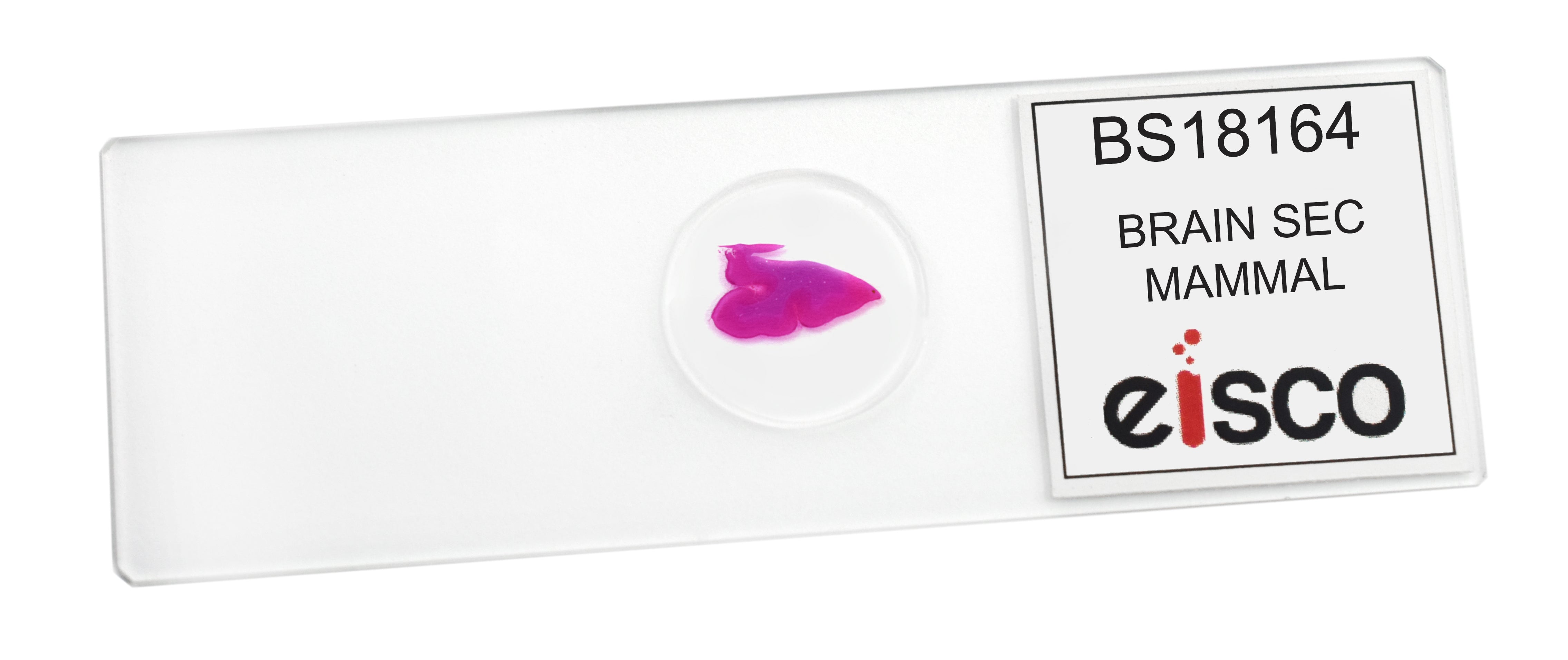 Brain Section (Mammal) Prepared Microscope Slide