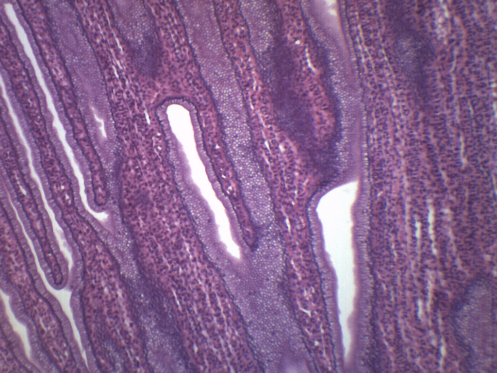 Simple Cuboidal Epithelium Prepared Microscope Slide, General