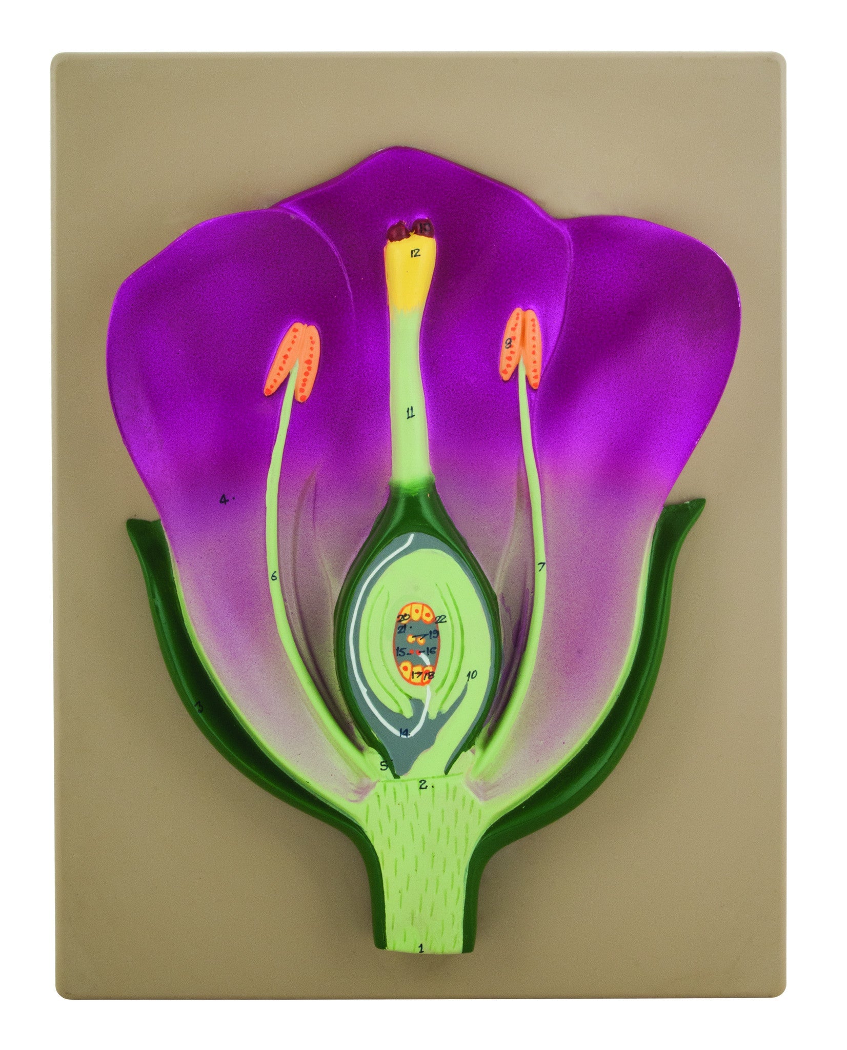 3D Typical Flower Vertical Section Model, 14 x 9", Hand-Painted