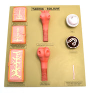Taenia Solium Tapeworm Anatomical Model