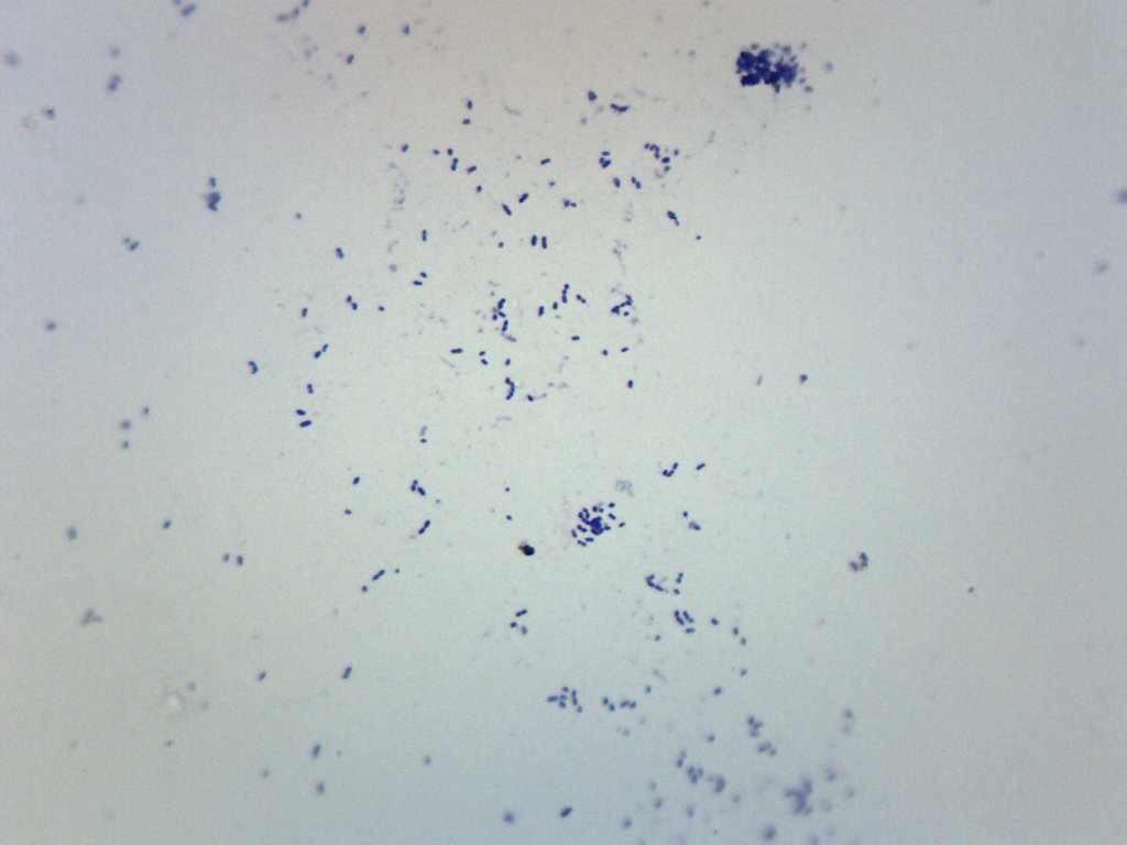 Streptococcus Pneumoniae Gram Positive Prepared Microscope Slide
