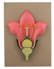 Solanum Nigrum Vertical Section Model