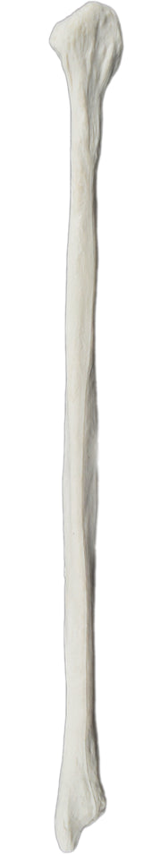 Left Fibula Bone Model