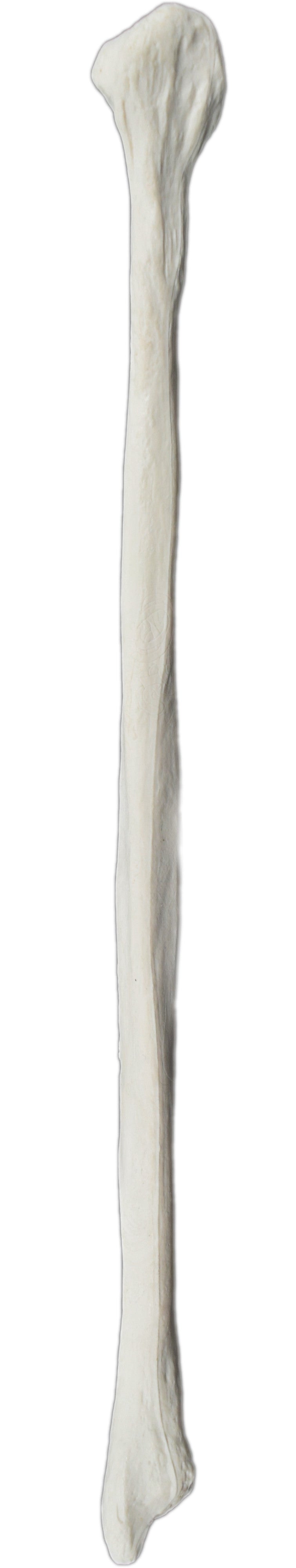 Left Fibula Bone Model