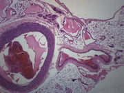 Artery and Vein Cross-Section Prepared Microscope Slide