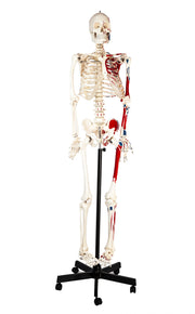 Full-Size Human Skeleton with Half-Painted Muscles, Rod-Mounted
