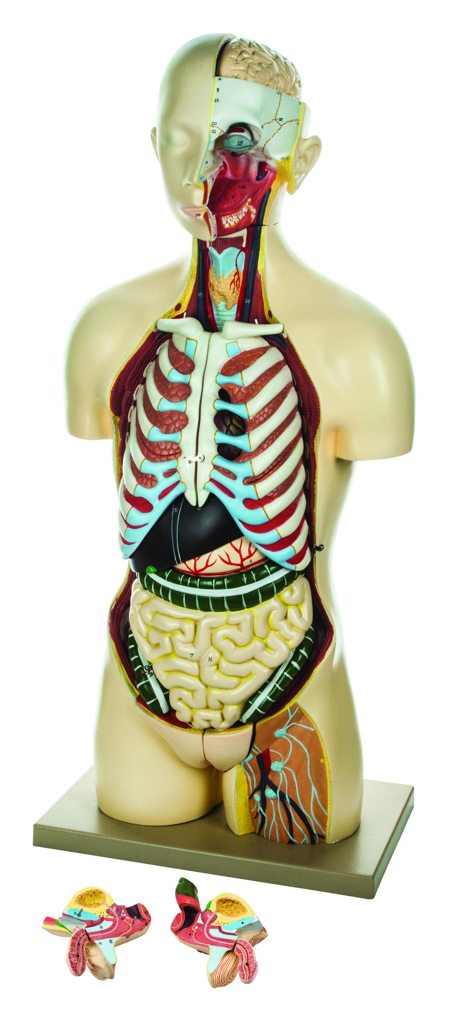 Human Torso Model with Interchangeable Sex Organs, 15-Part