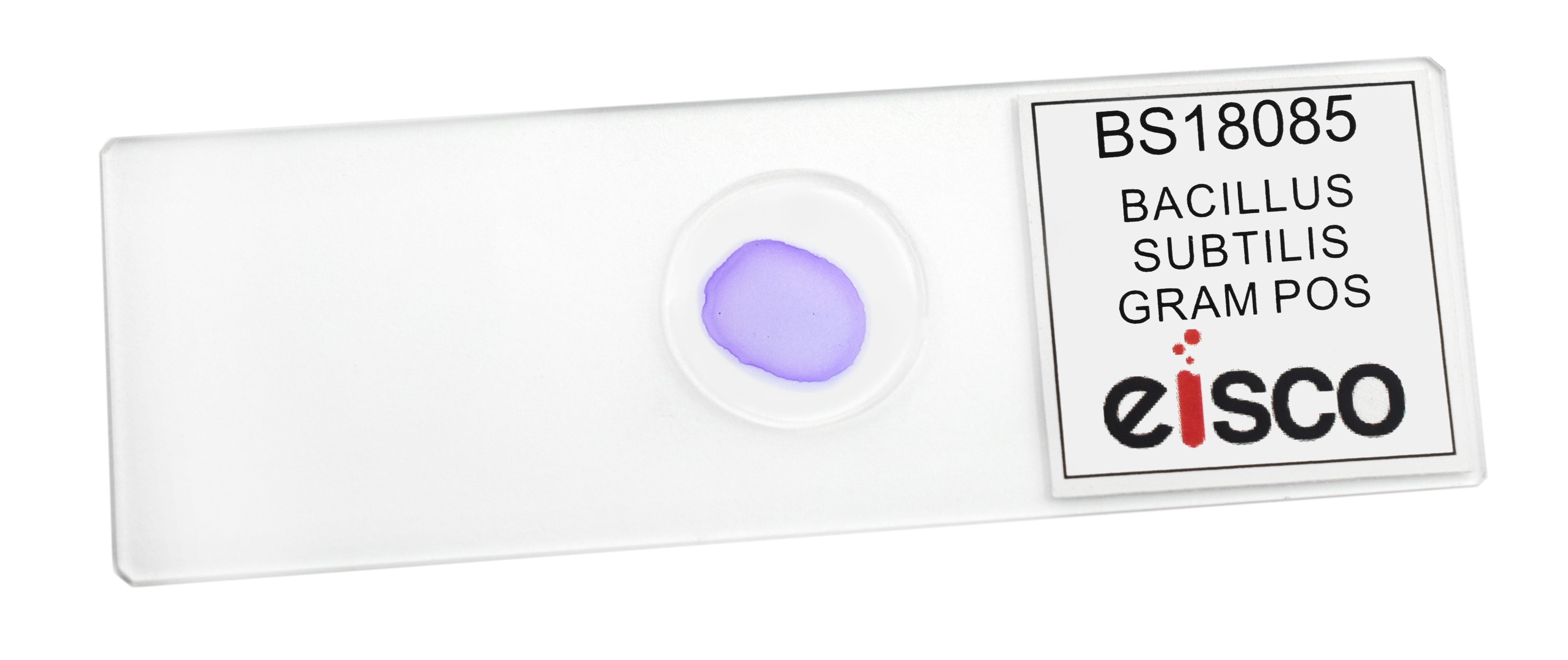 Bacillus Subtilis Gram Positive Prepared Microscope Slide