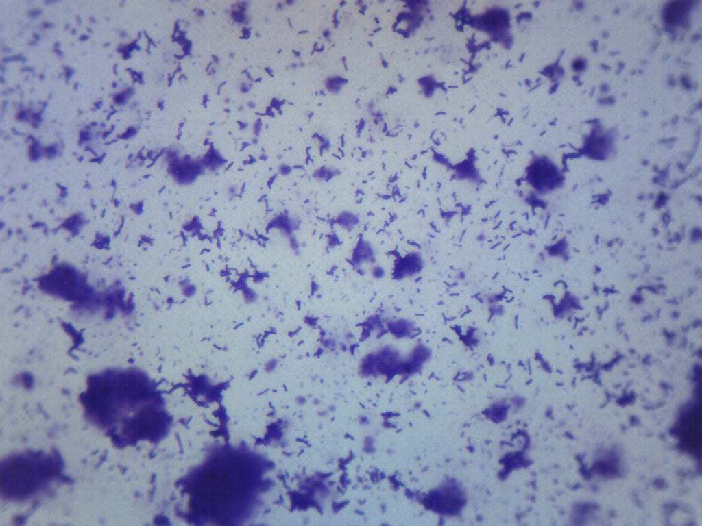 Human Mouth Bacteria Prepared Microscope Slide