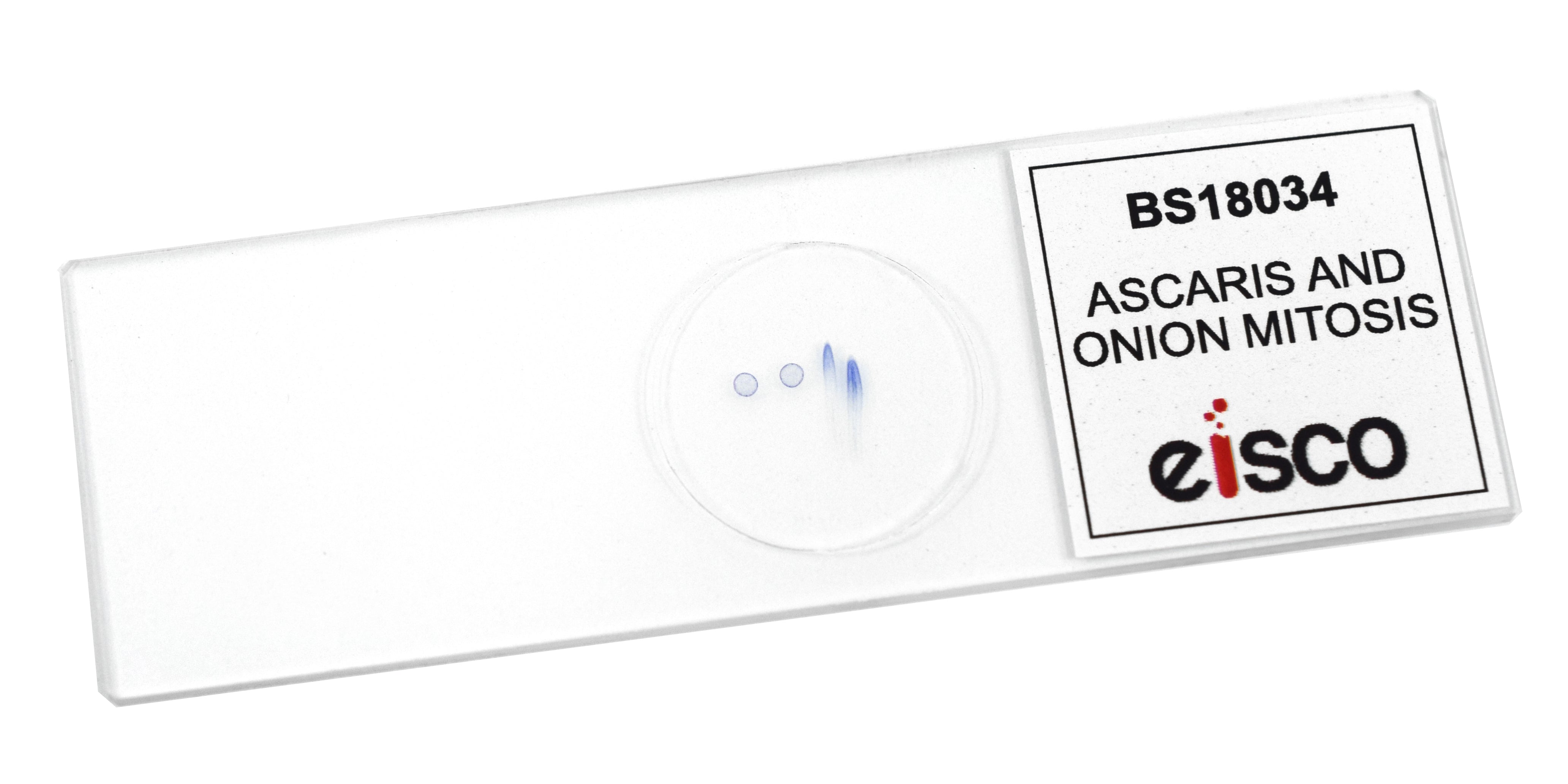 Ascaris and Onion Mitosis Prepared Microscope Slide