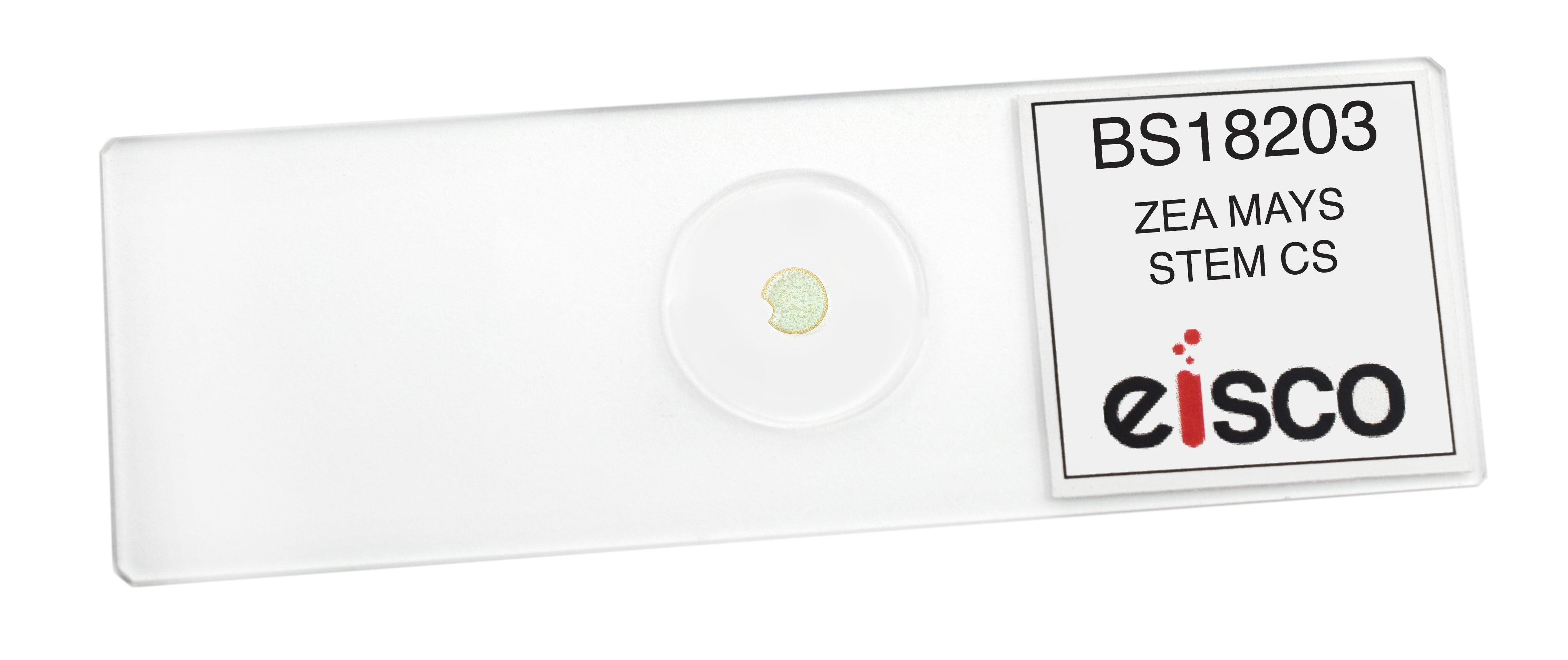 Zea Mays Stem Cross-Section Prepared Microscope Slide