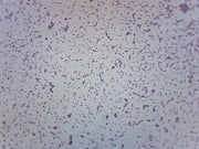 Shigella Dysenteriae Wholemount Prepared Microscope Slide