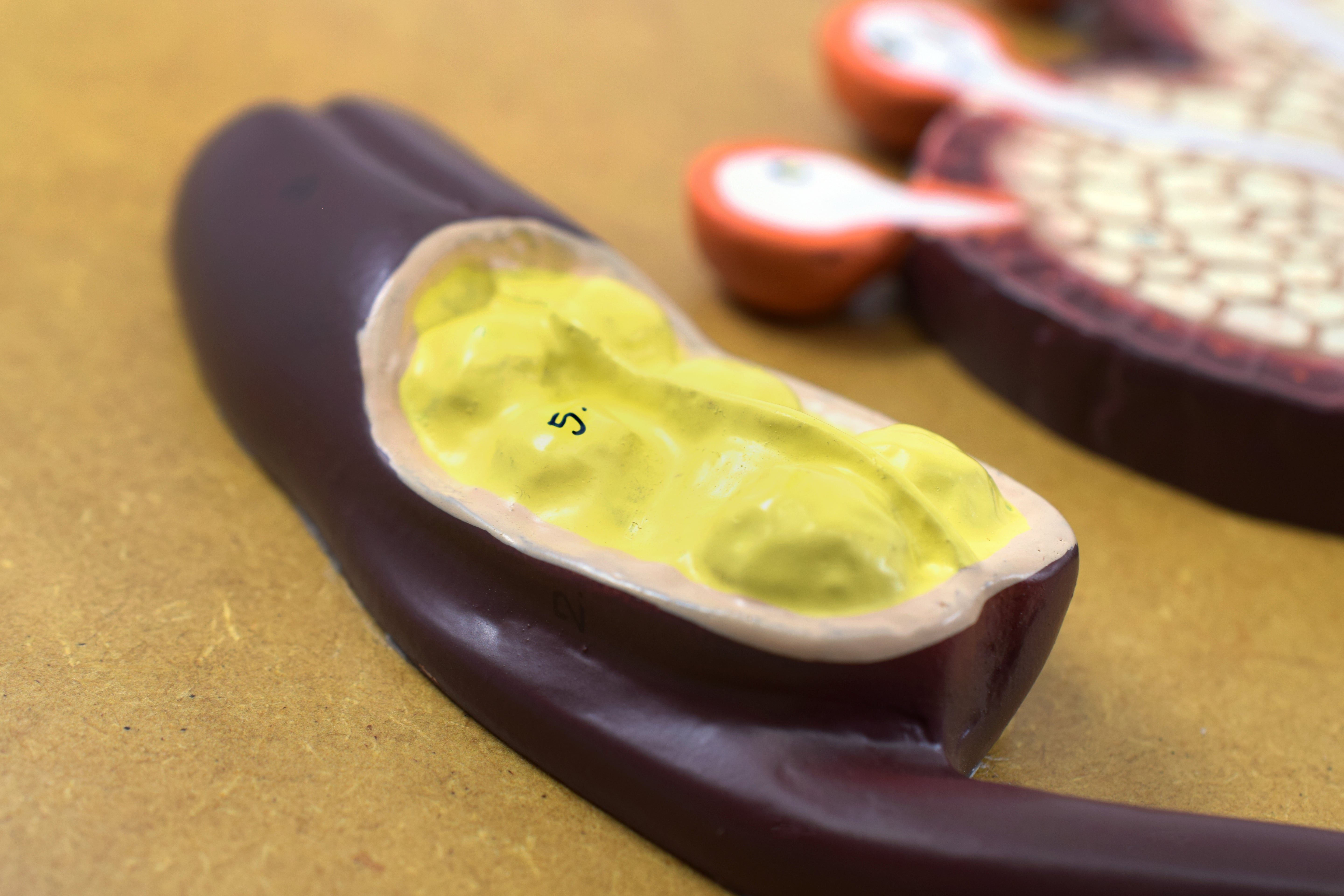 3D Fertilization of Angiosperms Model, 22 x 12 x 1.5"