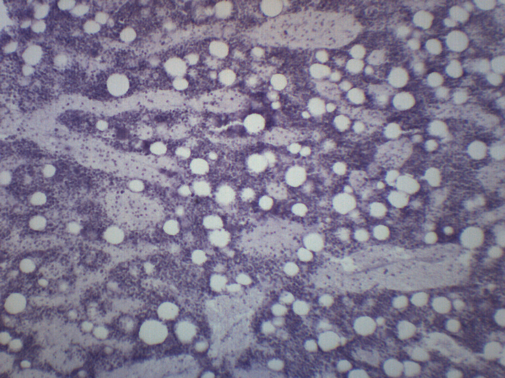 Red Bone Marrow Section (Mammal) Prepared Microscope Slide