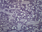 Red Bone Marrow Section (Mammal) Prepared Microscope Slide