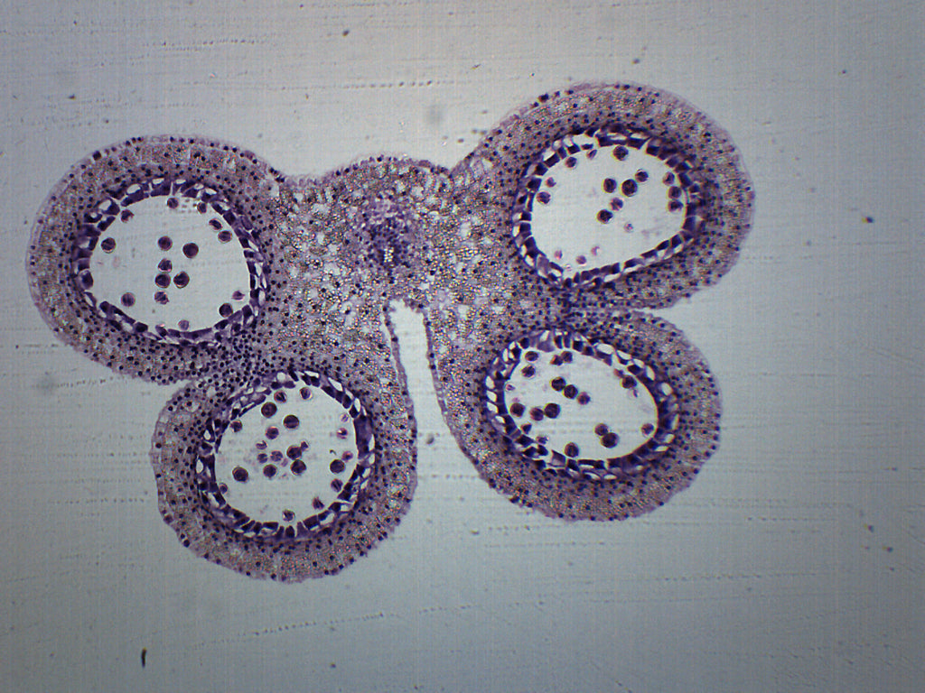 Lilium Anther 1st Meiotic Division Prepared Microscope Slide
