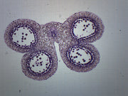 Lilium Anther 1st Meiotic Division Prepared Microscope Slide