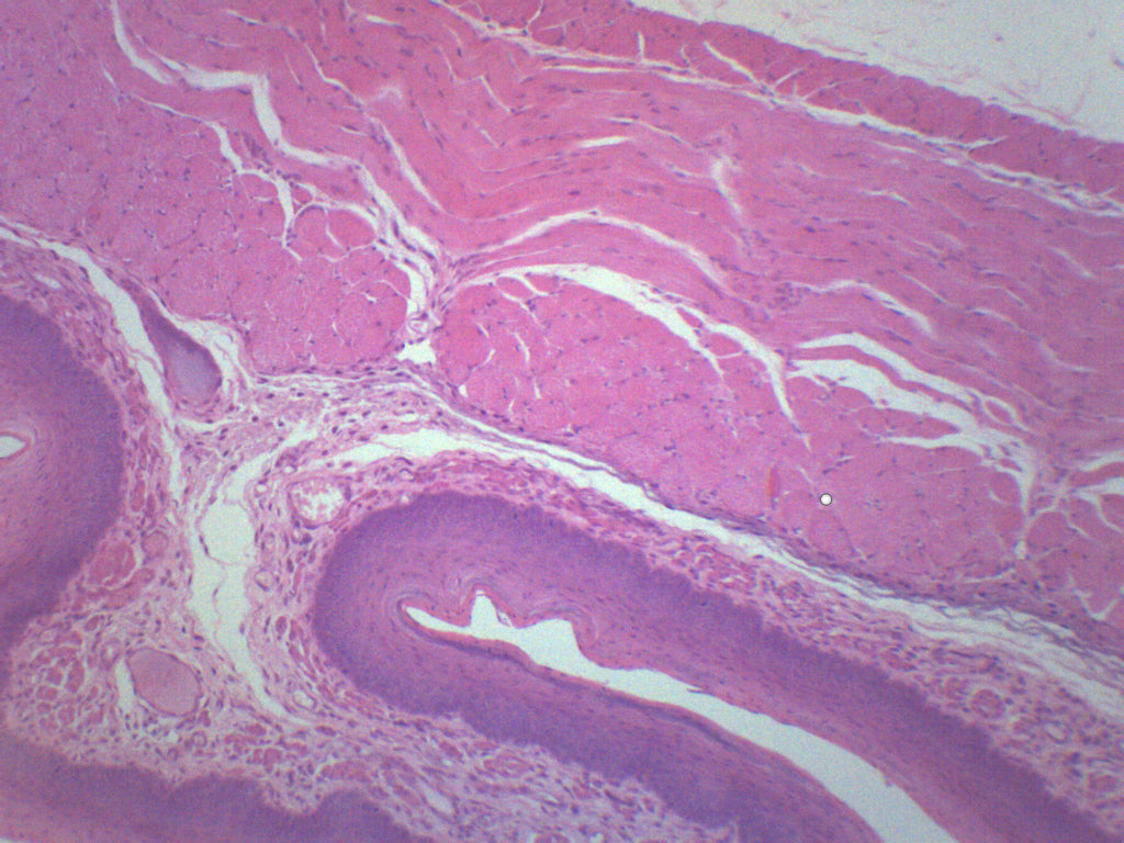 Esophagus Epithelium Cross-Section Prepared Microscope Slide