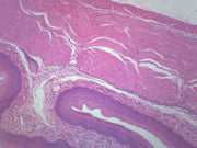 Esophagus Epithelium Cross-Section Prepared Microscope Slide