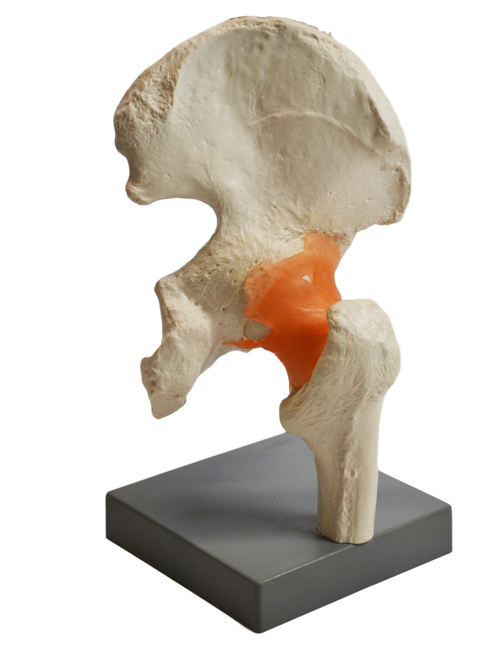 Premium Human Hip Joint Model