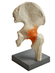 Premium Human Hip Joint Model