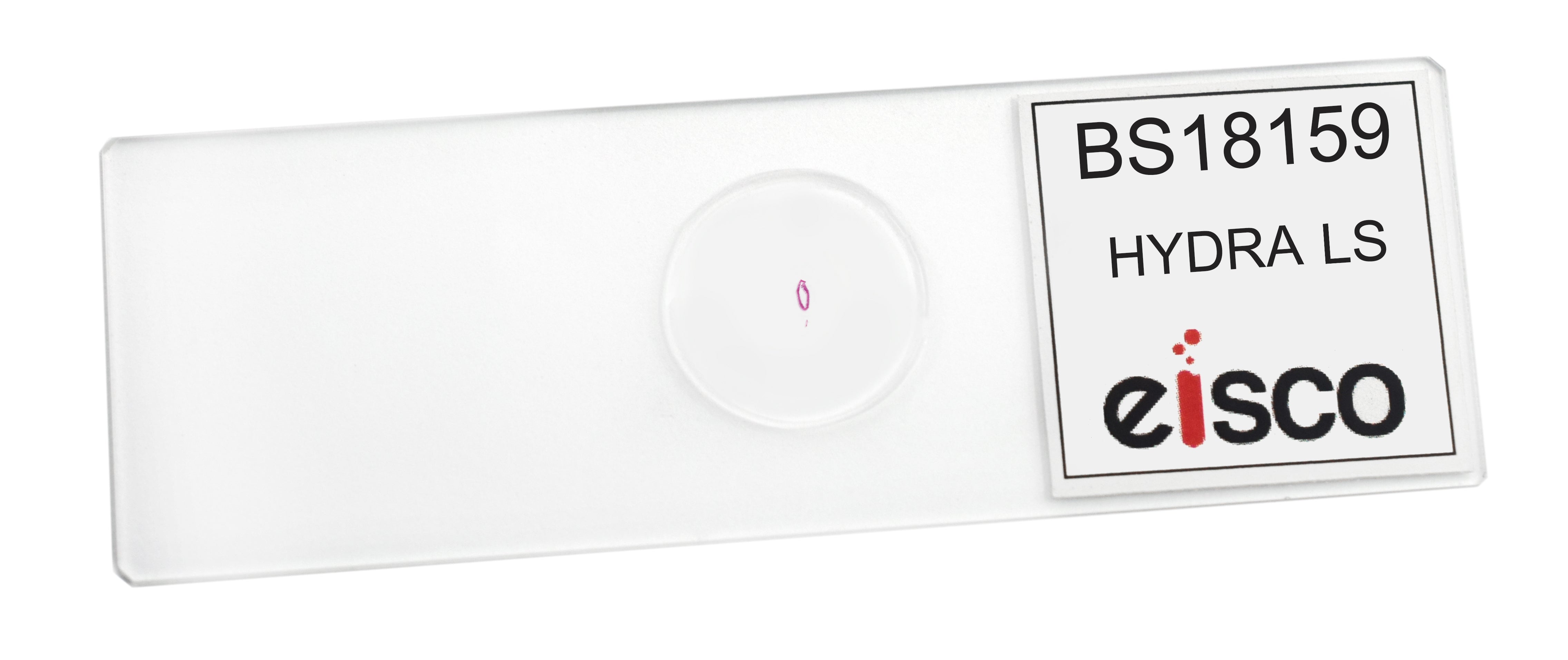 Hydra Longitudinal Section Prepared Microscope Slide