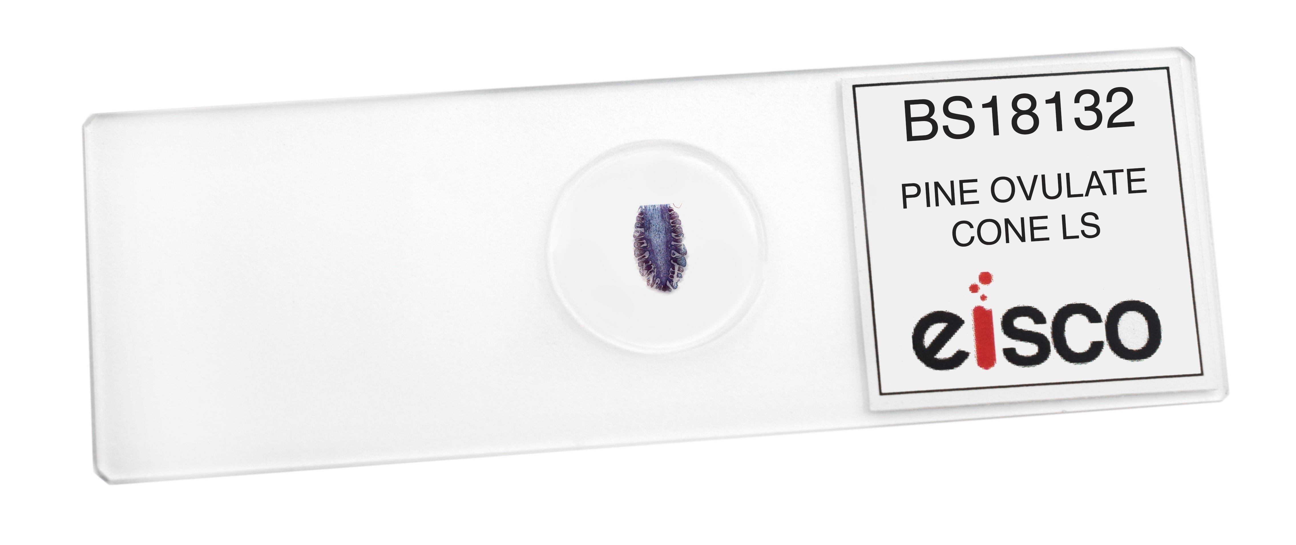 Pine Ovulate Cone Longitudinal Section Prepared Microscope Slide