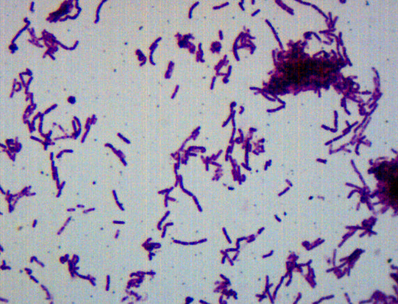 Bacillus Smear Gram Negative Prepared Microscope Slide