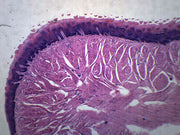 Human Tongue Cross-Section Prepared Microscope Slide