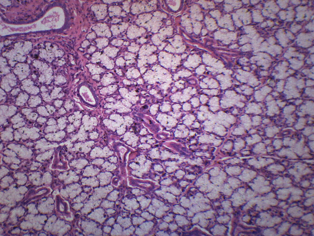 Mammalian Salivary Glands Composite Section Prepared Microscope Slide