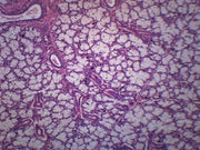 Mammalian Salivary Glands Composite Section Prepared Microscope Slide