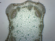 Lavender Stem Cross-Section Prepared Microscope Slide