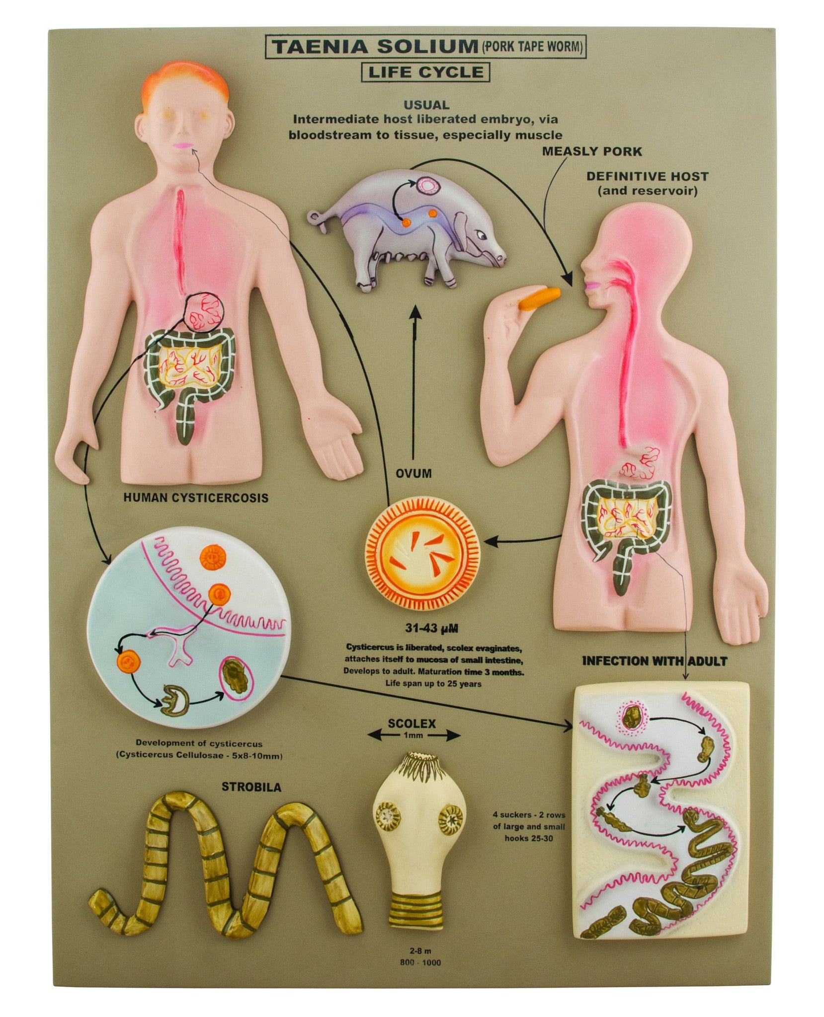 Pork Tapeworm Longitudinal Section Anatomical Model