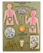 Pork Tapeworm Longitudinal Section Anatomical Model