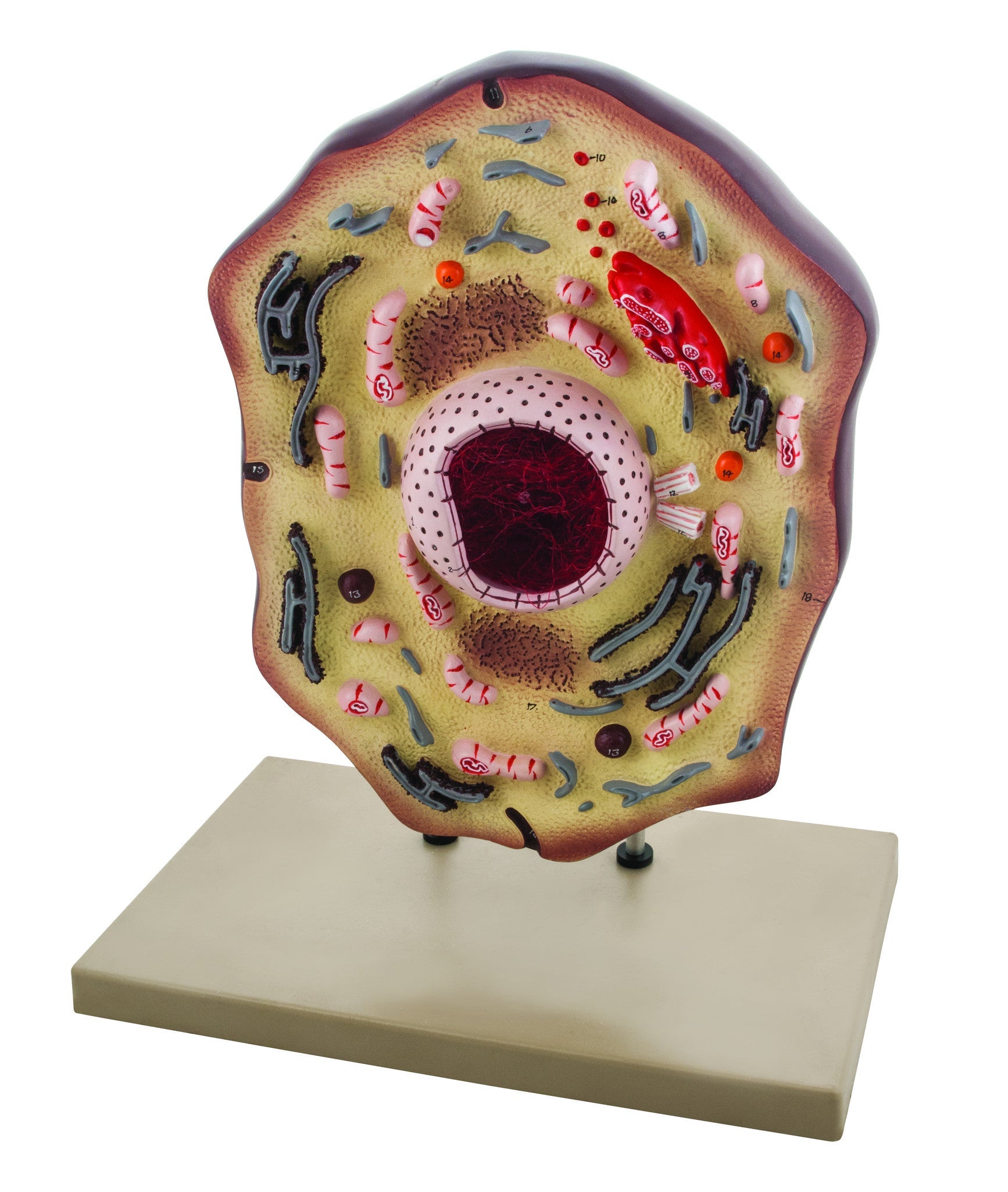 Hand-Painted Animal Cell Anatomical Model