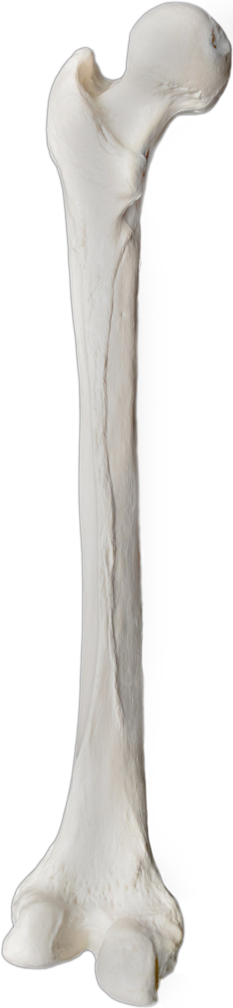 Human Femur Bone Anatomical Model, Left