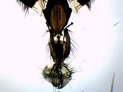 Musca Domestica Head Wholemount Prepared Microscope Slide