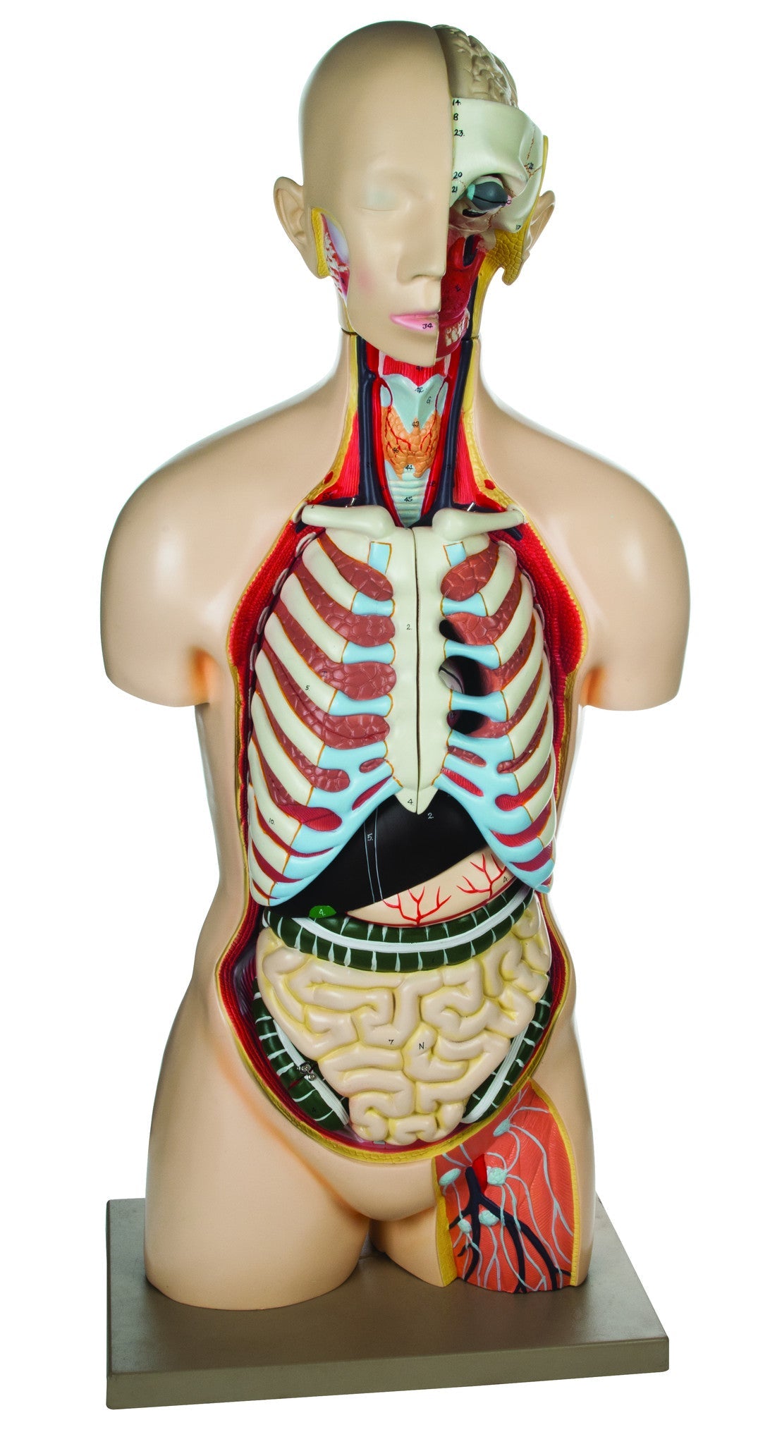 Human Torso Model with Head, 12-Part