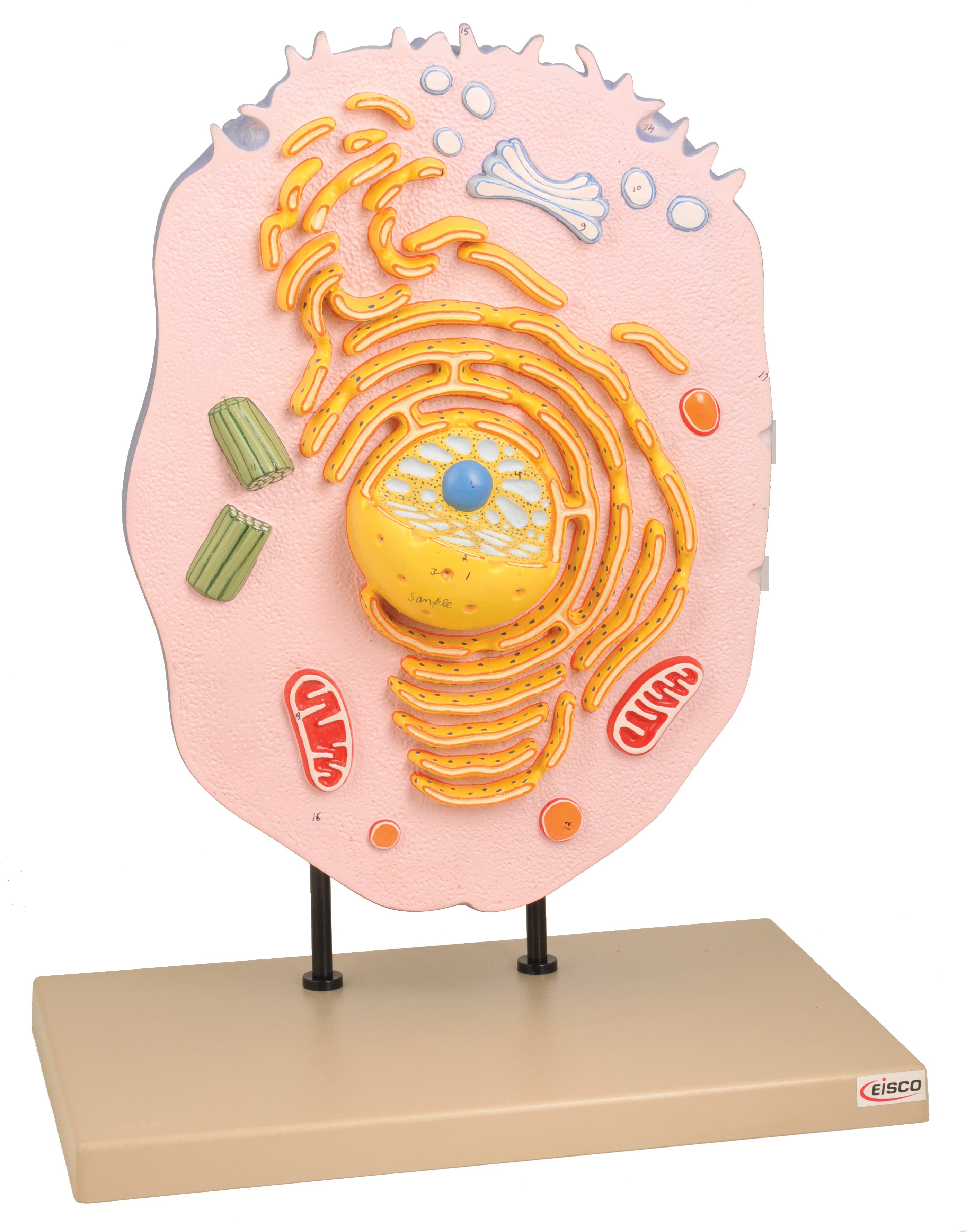 Hand-Painted Animal Cell Anatomical Model, Standard Base