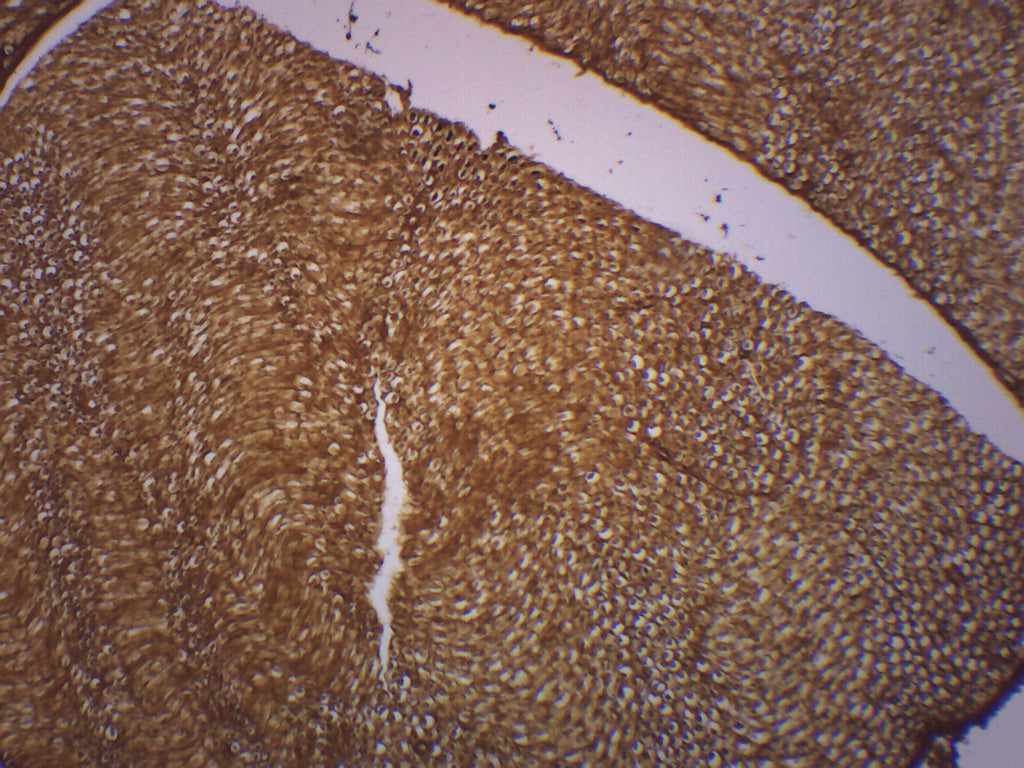 Basal Spinal Ganglion Prepared Microscope Slide