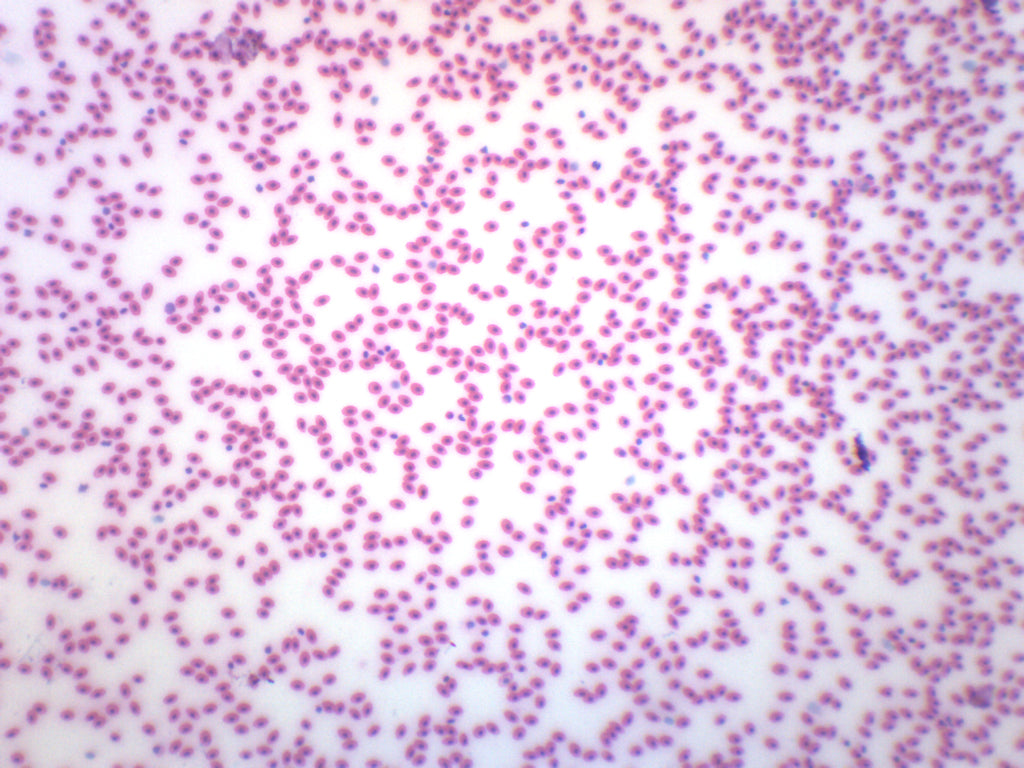 Frog Blood Smear Prepared Microscope Slide