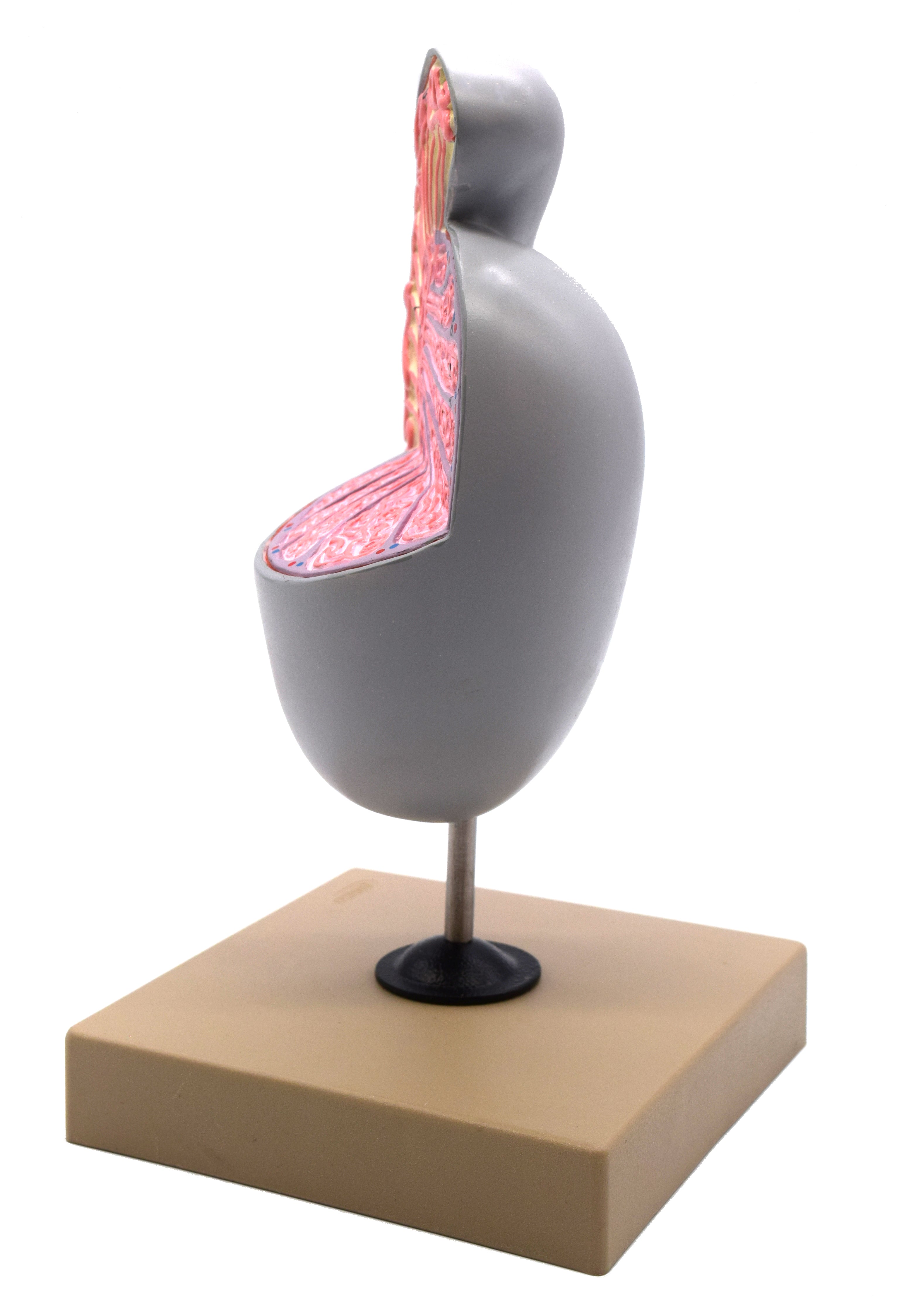 Human Testicle Model, 9" on Stand