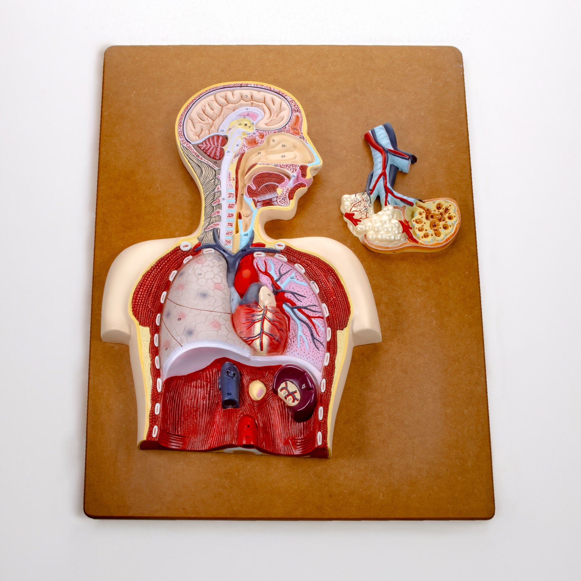 Human Respiratory System Anatomical Model on Wooden Board, Hand-Painted
