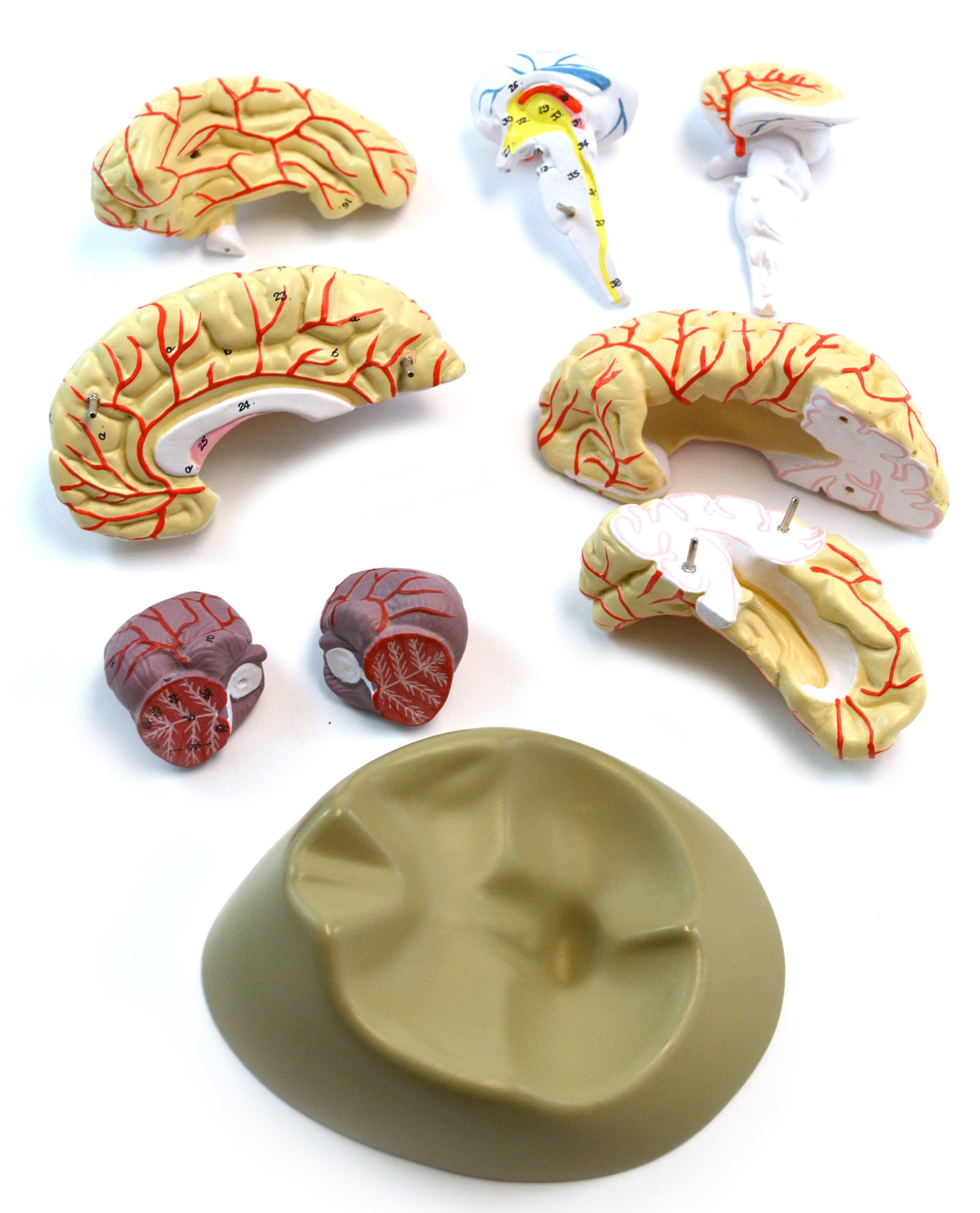Life-Size Human Brain Model with Arteries, 8-Part with Stand