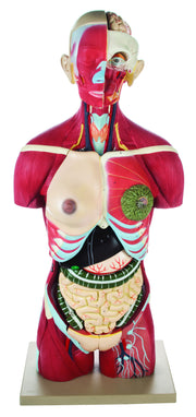 Life-Size Full Muscular Torso Model with Dual Sex and Open Back, 24-Part